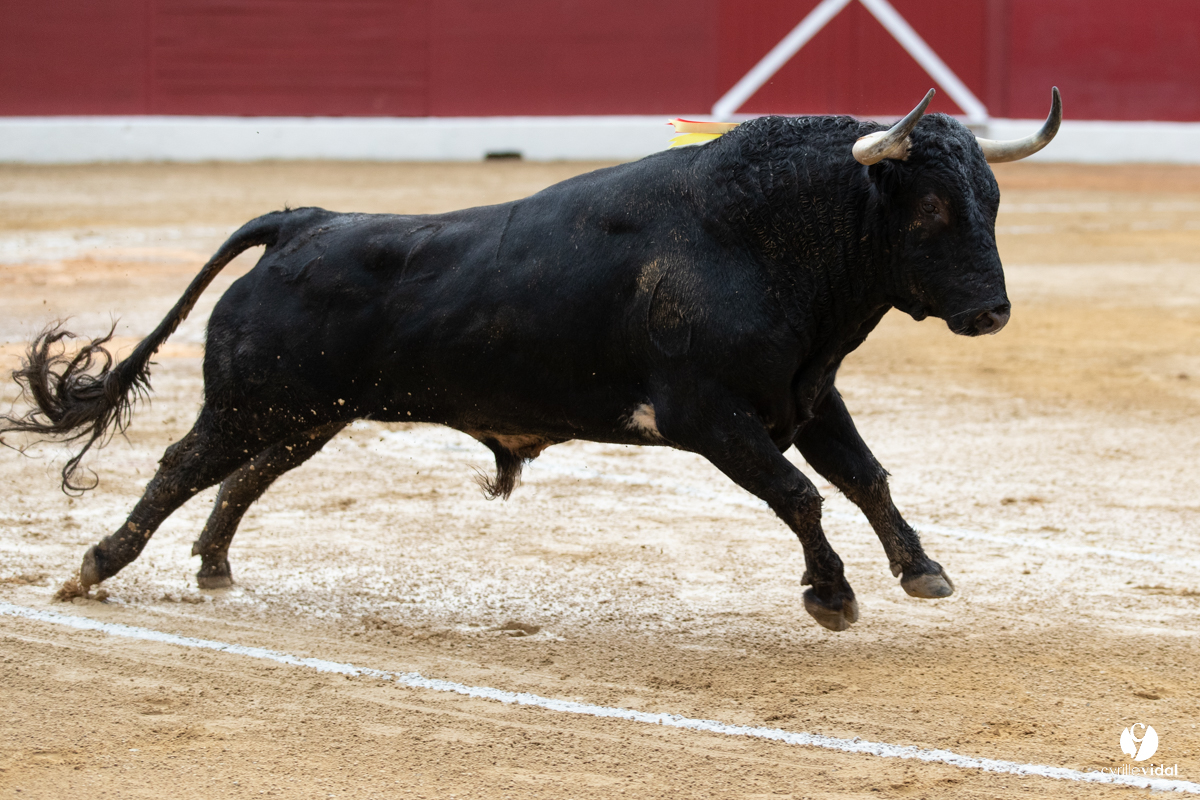 Corrida d'Aire sur l'Adour