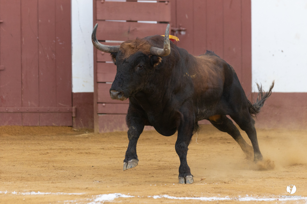 Corrida de Villeneuve-de-Marsan