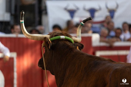 Nogaro Championnat de France de course landaise 2022