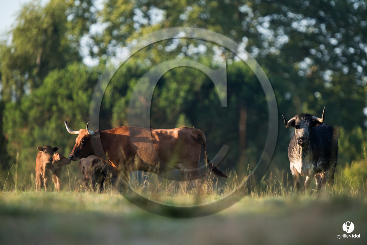 Photos du livre Ganadère landais en 2020