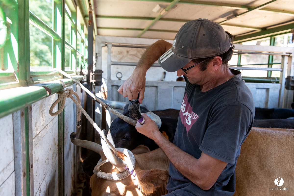 Course landaise à Panjas