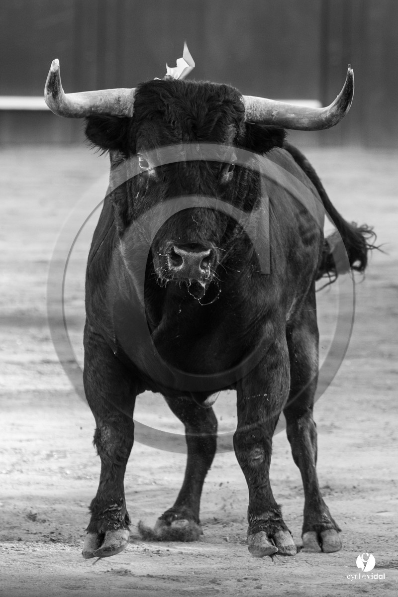 Mont-de-Marsan corrida de Dolores Aguirre pour Octavio Chacon - Pepe Moral - Juan Léal