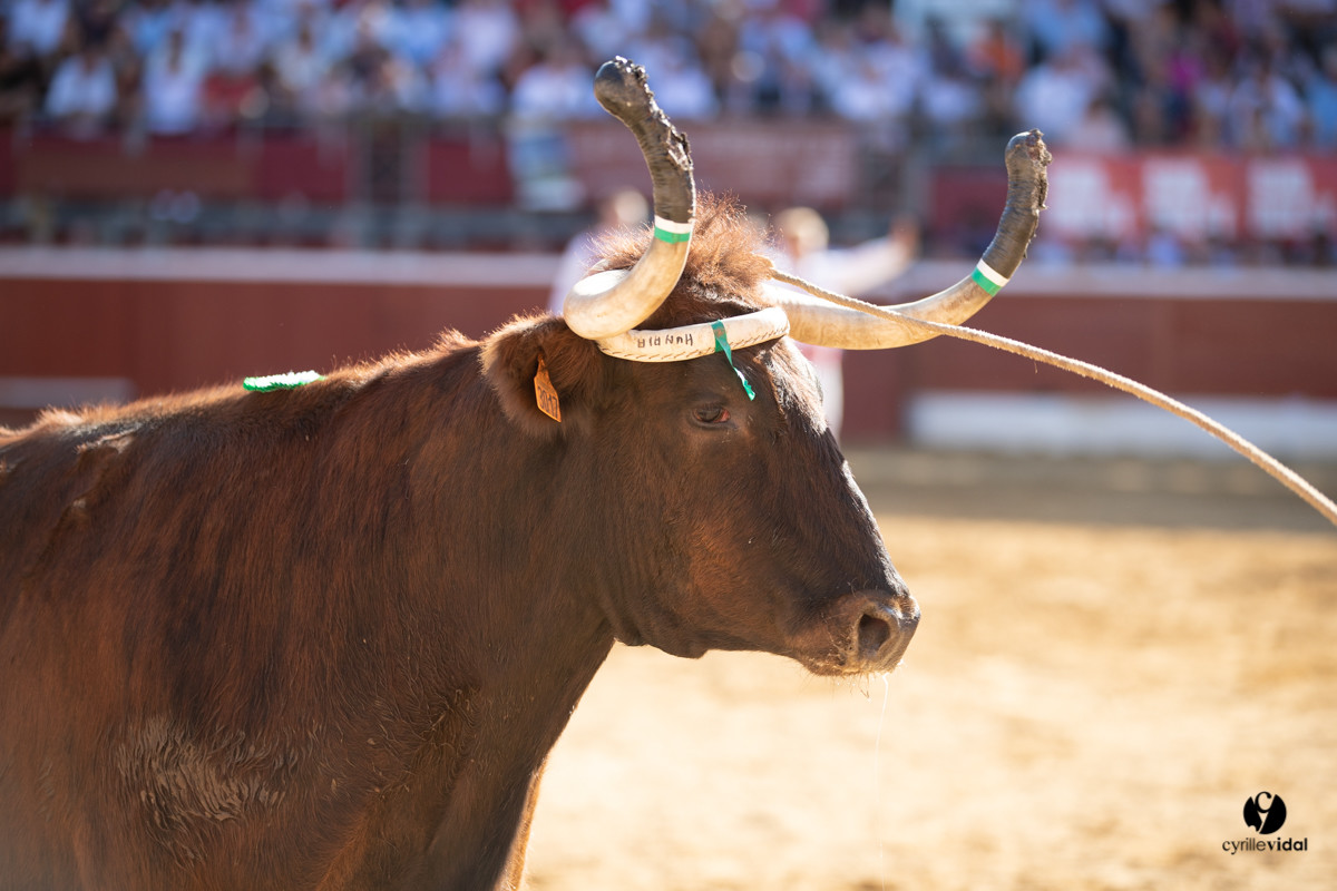 Mont-de-Marsan championnat de France de course landaise 2019