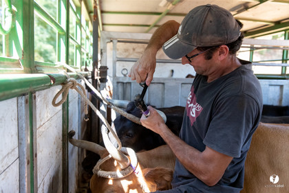 Course landaise à Panjas