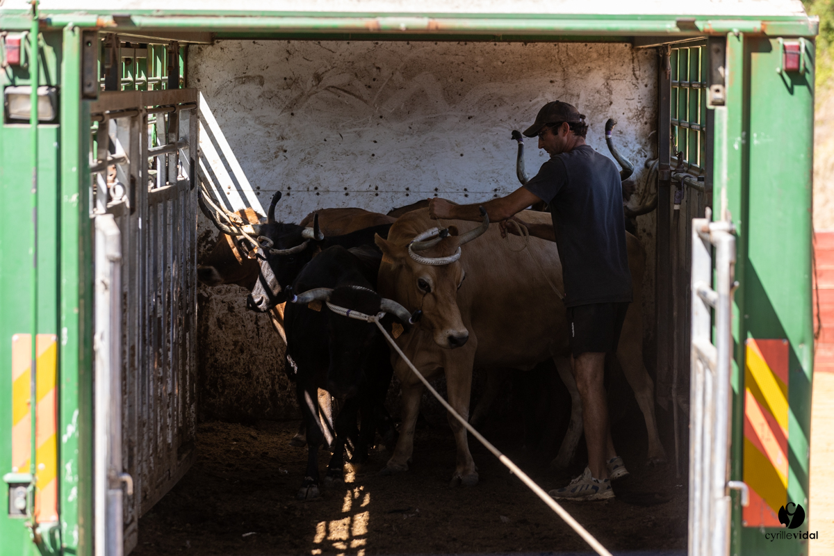 Course landaise à Panjas