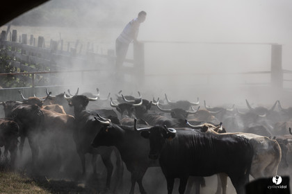 Course landaise à Panjas