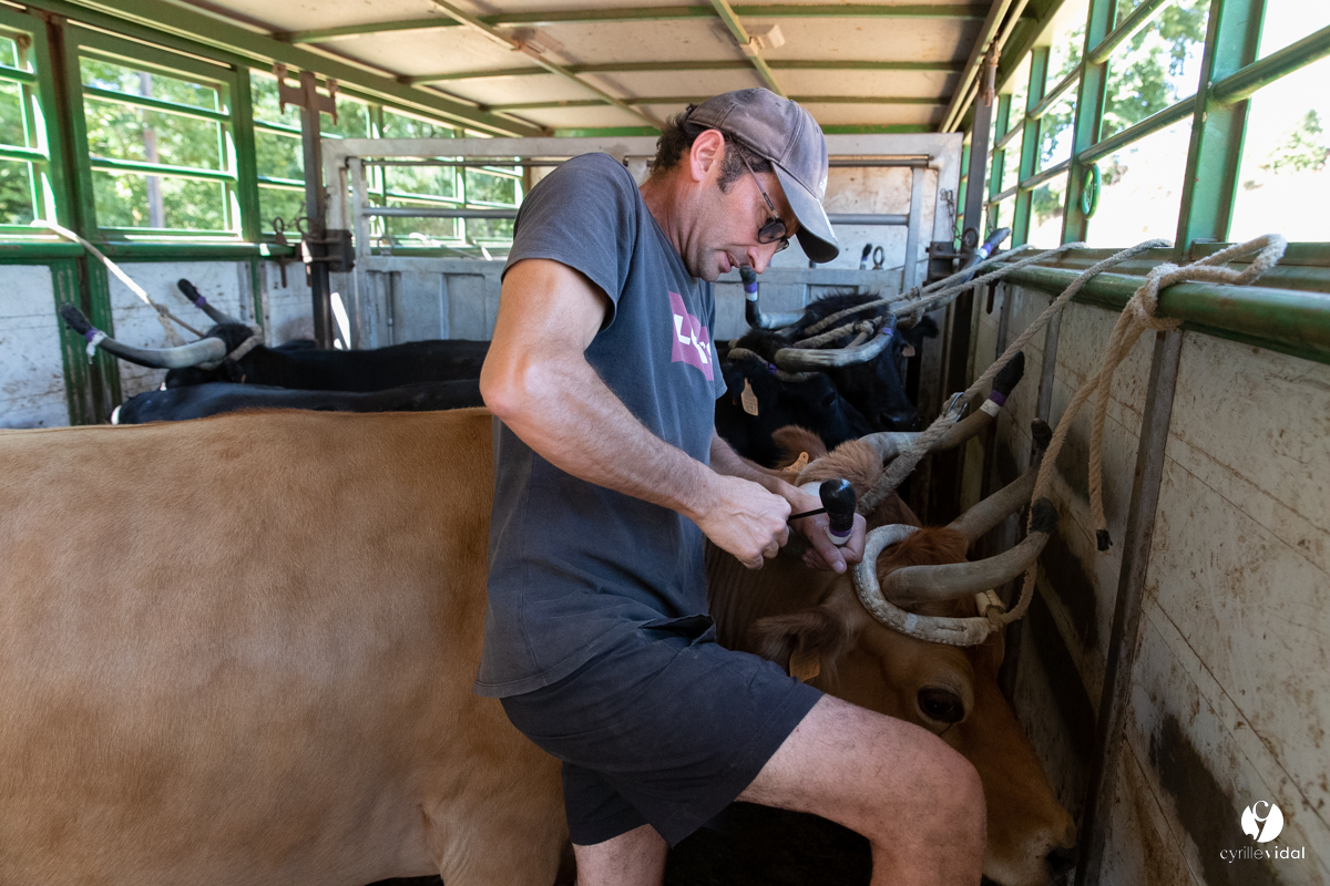 Course landaise à Panjas