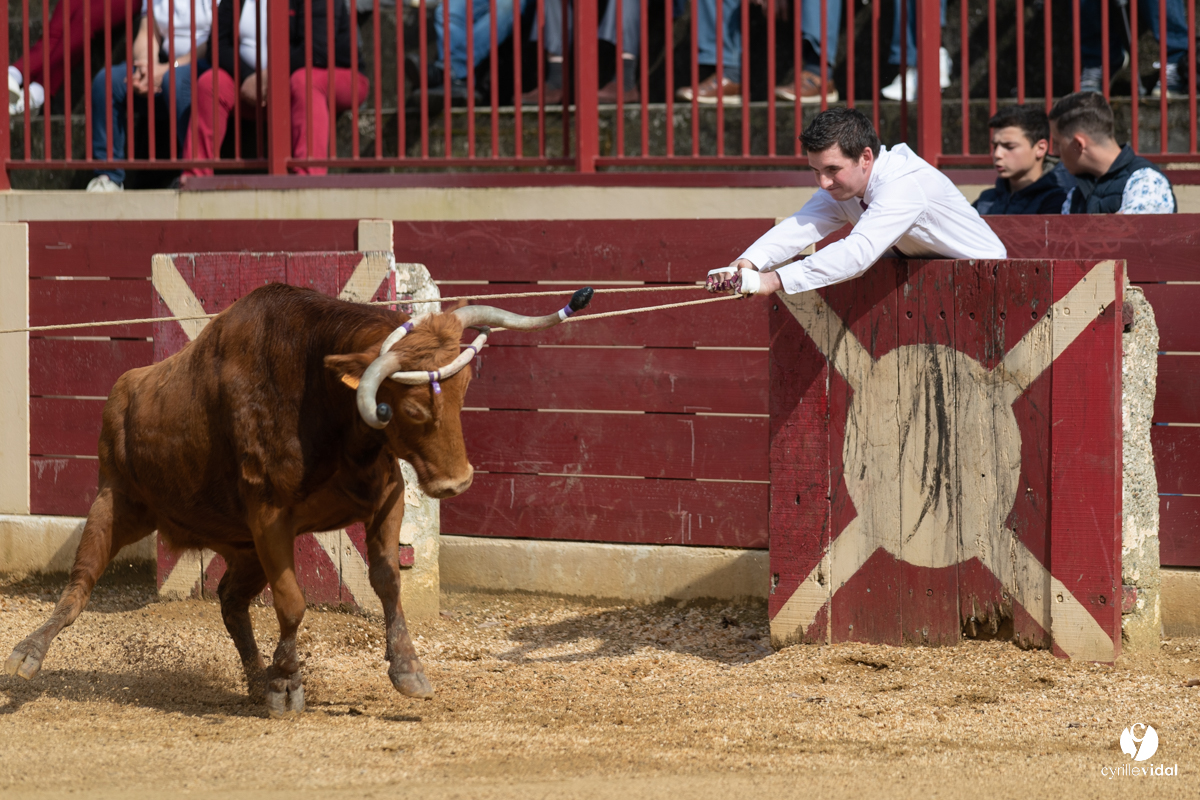 Course landaise Le Houga Ganadéria Dussau Cuadrilla Alexandre Brethes