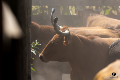 Course landaise à Panjas
