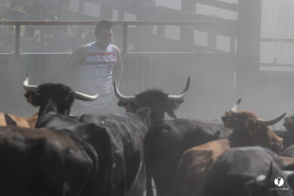 Course landaise à Panjas