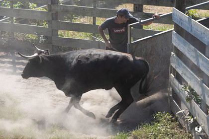 Course landaise à Panjas