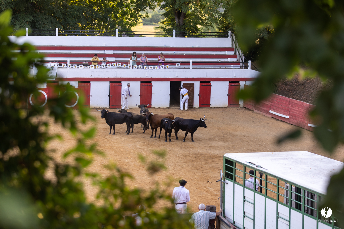 Course landaise à Panjas