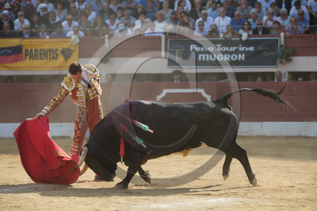 corrida, toro, vic fezensac, alcurrucen, michelito, morenito de aranda