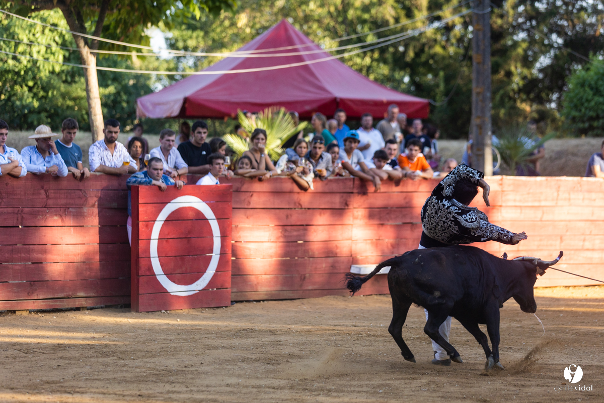 Course landaise à Panjas