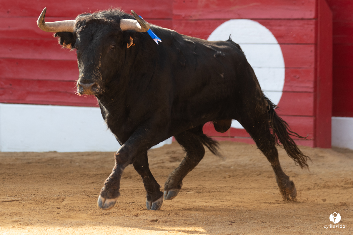 Corrida Aignan