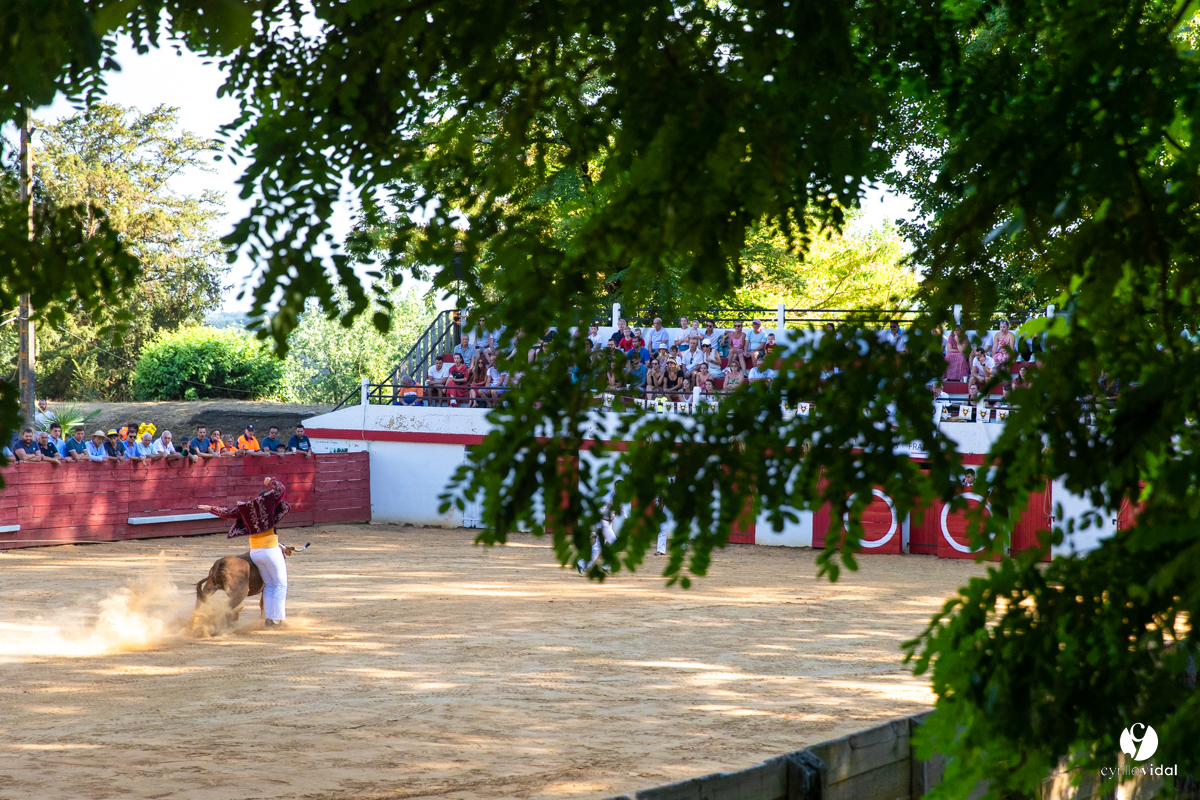 Course landaise à Panjas