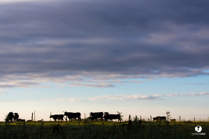 Photos du livre Ganadère landais en 2020