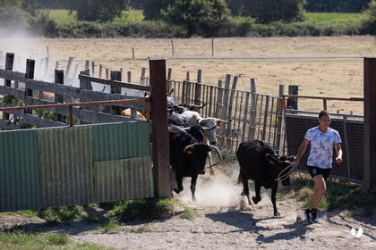 Course landaise à Panjas