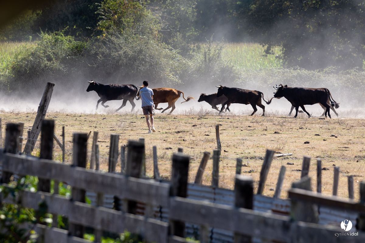 Course landaise à Panjas