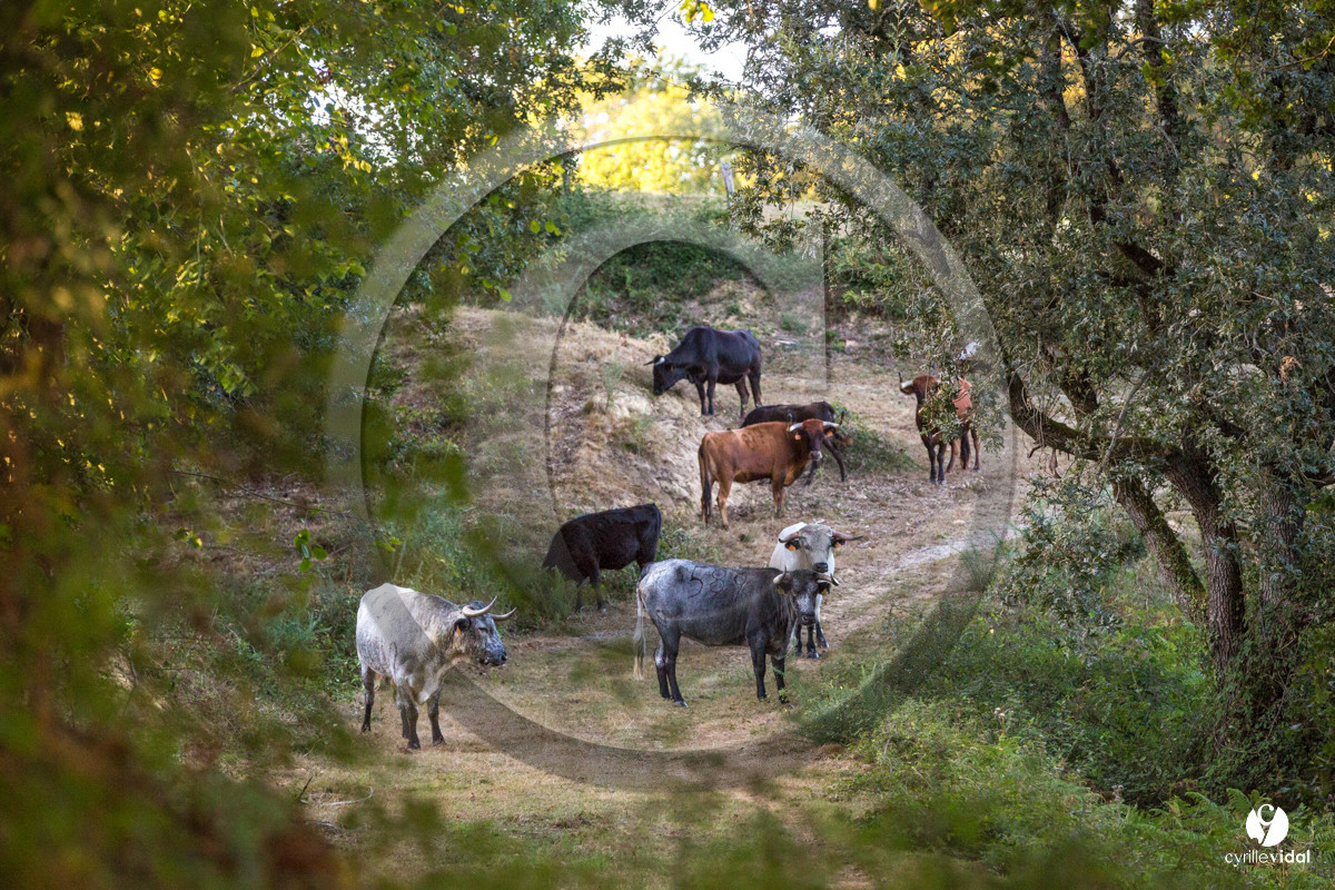 Photos du livre Ganadère landais en 2020
