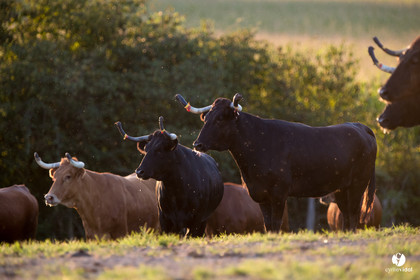 Photos du livre Ganadère landais en 2020
