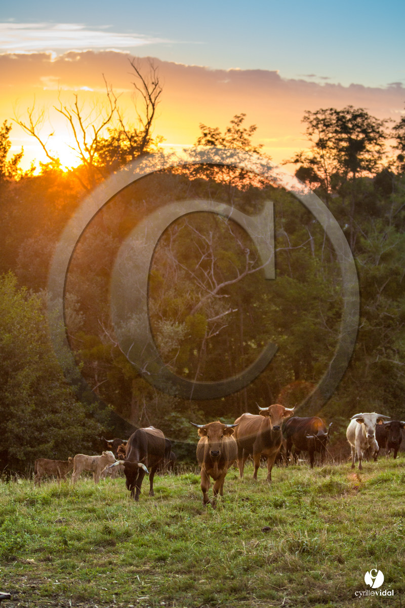 Photos du livre Ganadère landais en 2020