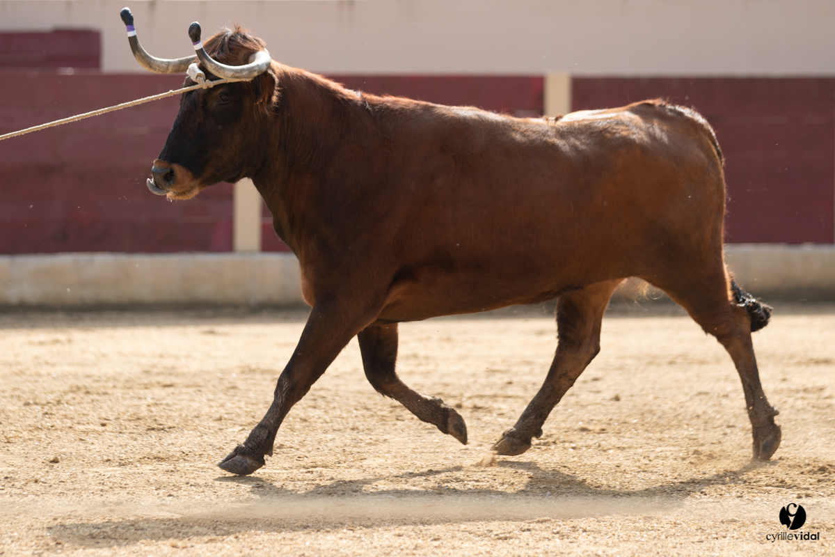 Course landaise Le Houga Ganadéria Dussau Cuadrilla Alexandre Brethes