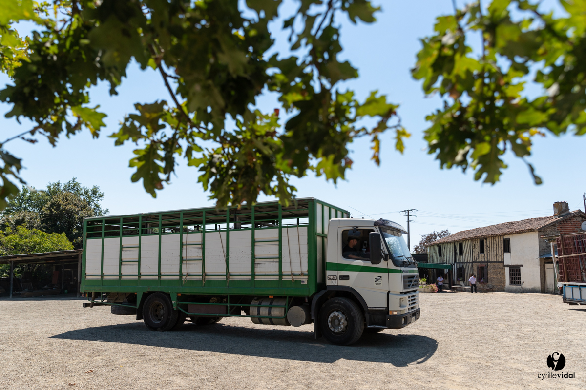 Course landaise à Panjas