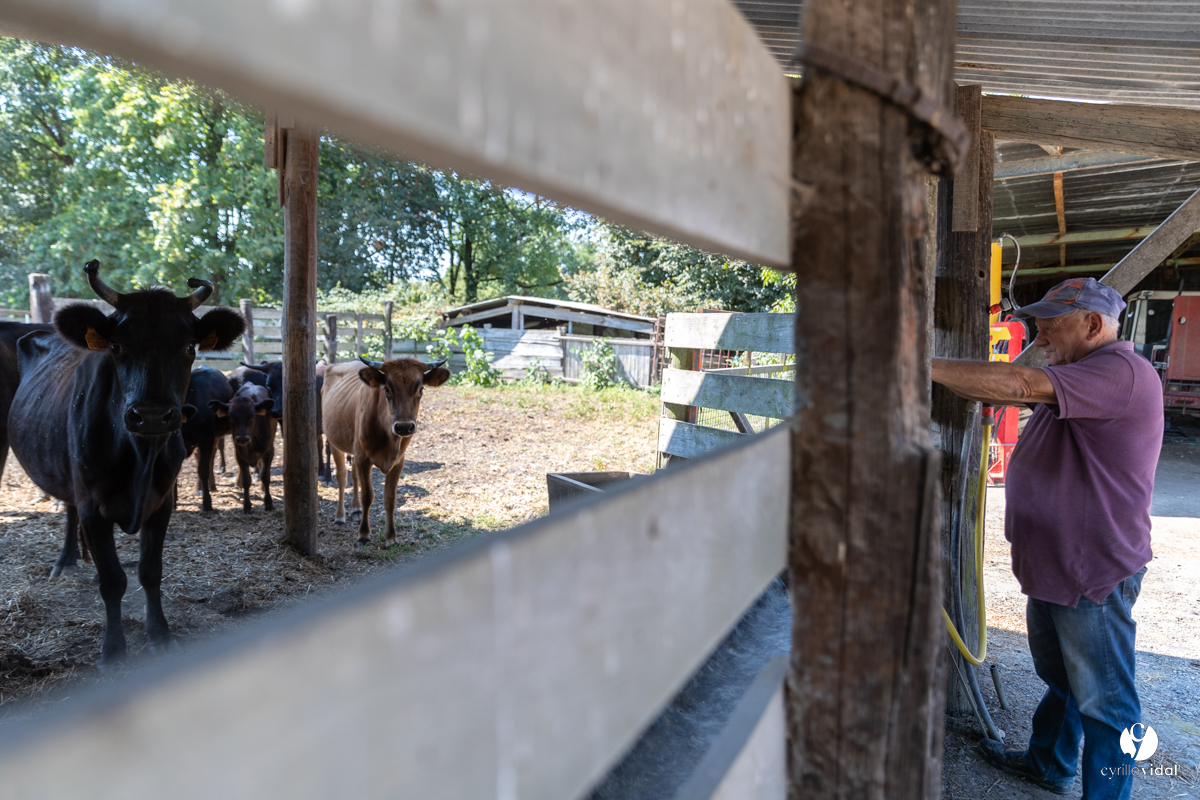 Course landaise à Panjas
