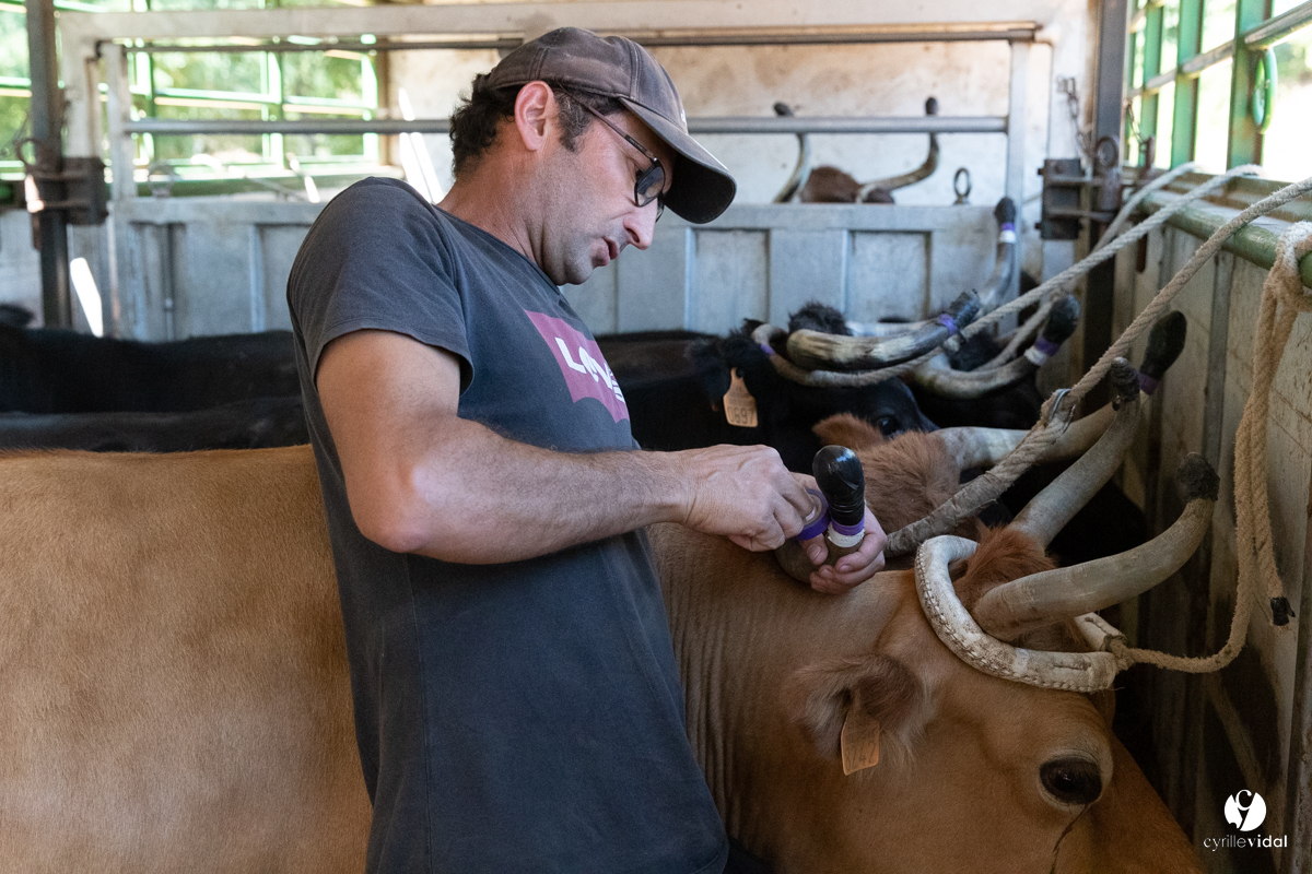 Course landaise à Panjas
