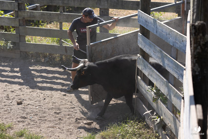 Course landaise à Panjas