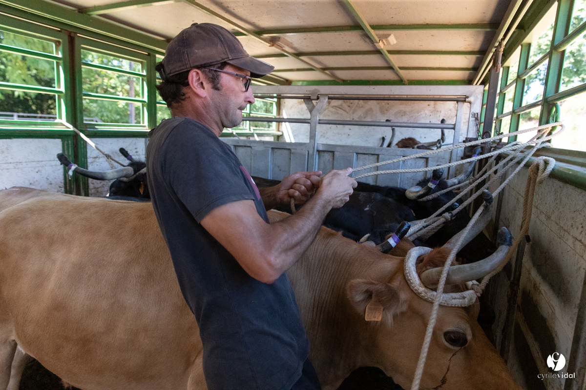 Course landaise à Panjas