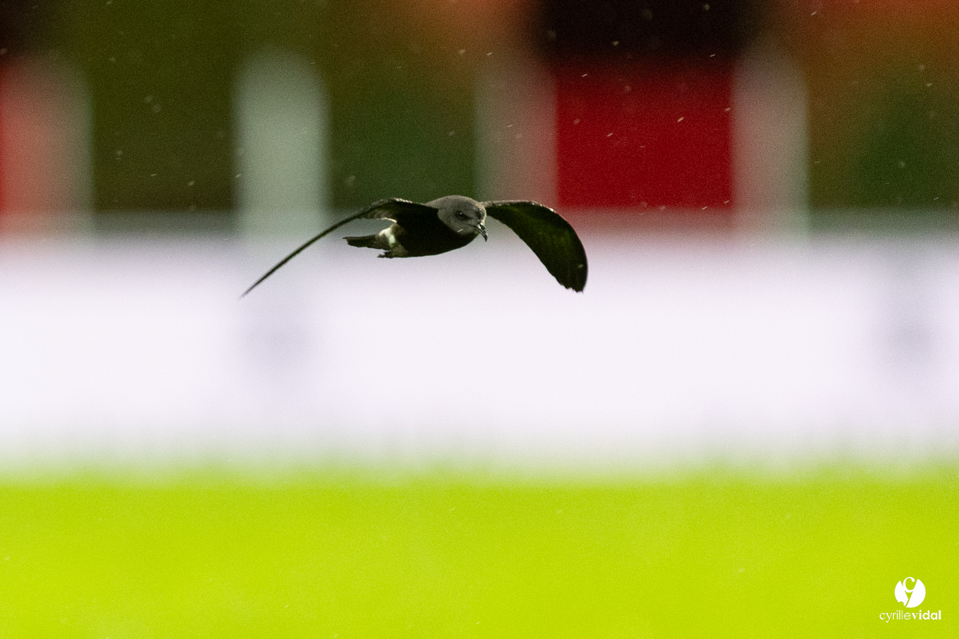 Dax - Stade Montois Rugby Pro