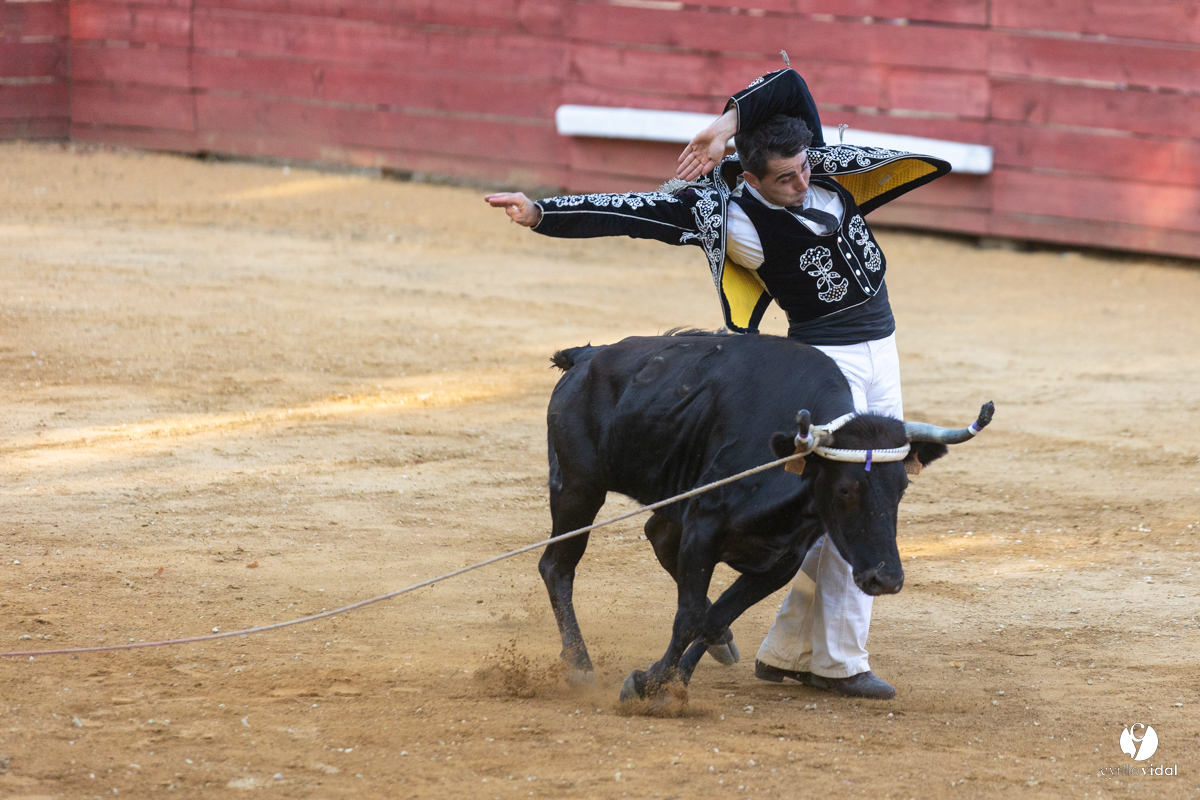 Course landaise à Panjas