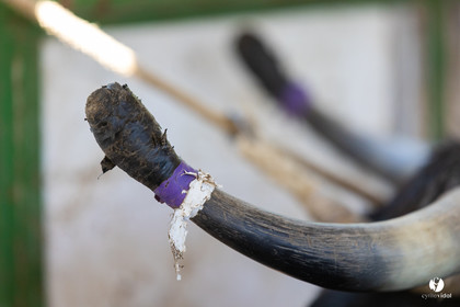 Course landaise à Panjas