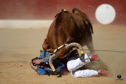 Mont-de-Marsan championnat de France de course landaise 2019