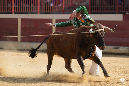Course landaise Le Houga Ganadéria Dussau Cuadrilla Alexandre Brethes