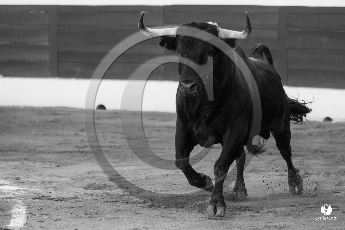 Mont-de-Marsan corrida de Dolores Aguirre pour Octavio Chacon - Pepe Moral - Juan Léal