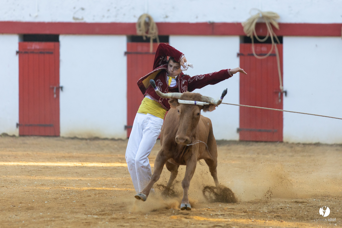 Course landaise à Panjas