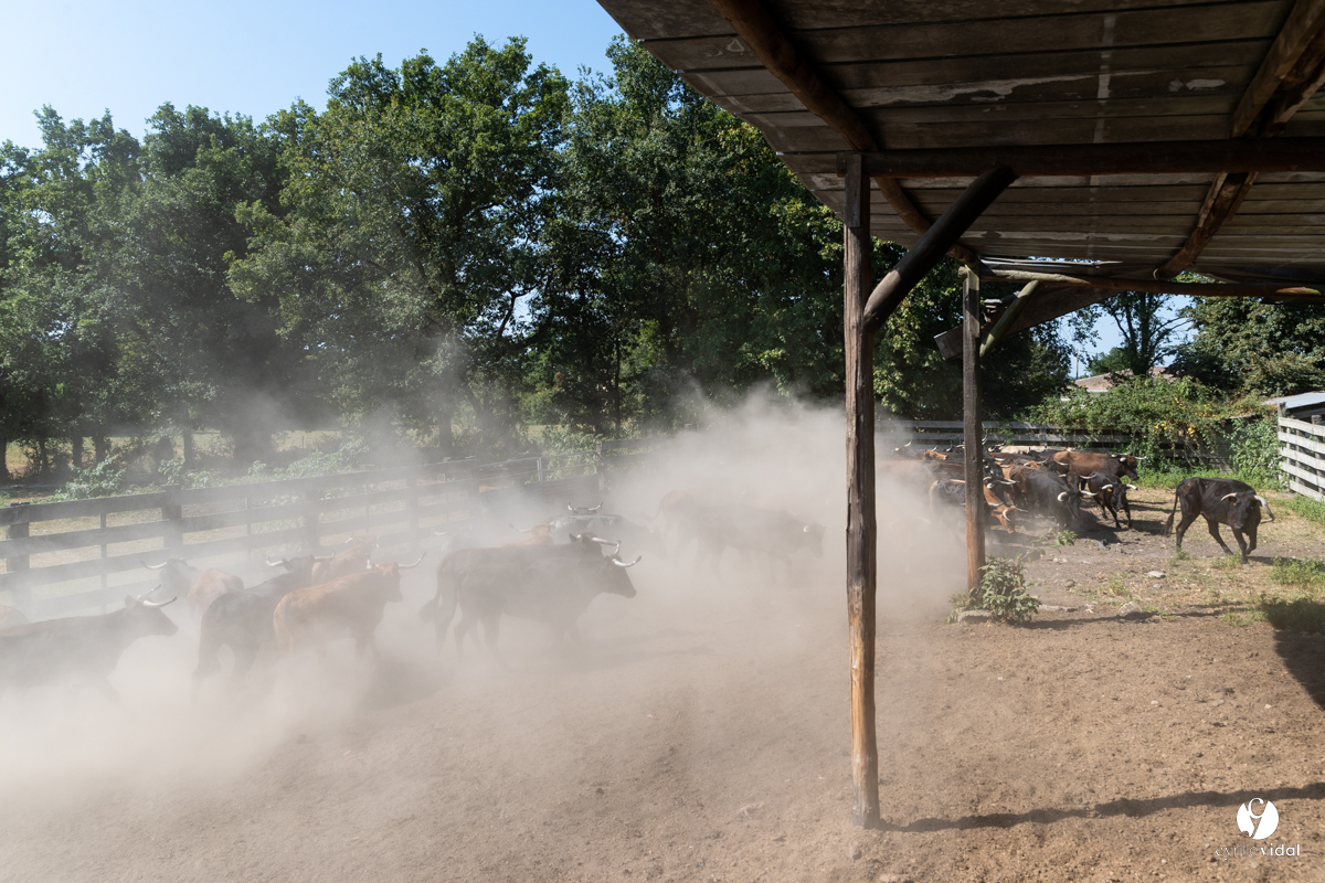 Course landaise à Panjas