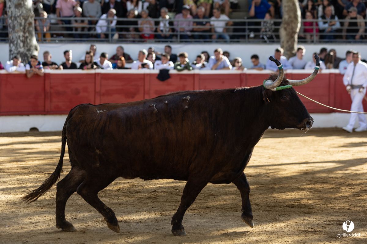 Nogaro Championnat de France de course landaise 2022