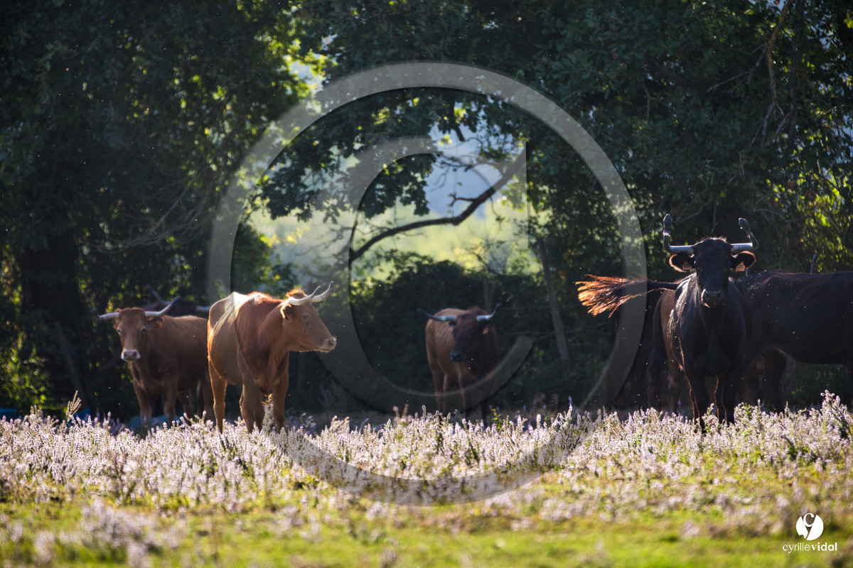 Photos du livre Ganadère landais en 2020