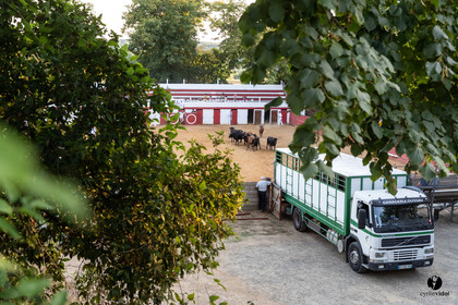 Course landaise à Panjas