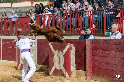 Course landaise Le Houga Ganadéria Dussau Cuadrilla Alexandre Brethes