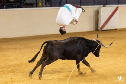 Horsarrieu course landaise du boléro d'Argent