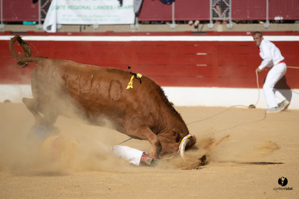 Mont-de-Marsan championnat de France de course landaise 2019
