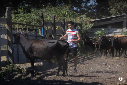 Course landaise à Panjas