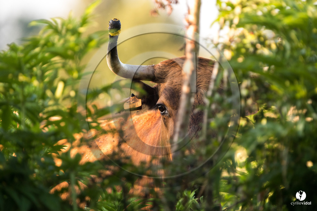 Photos du livre Ganadère landais en 2020