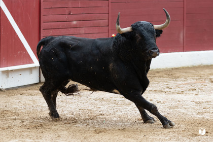 Corrida d'Aire sur l'Adour