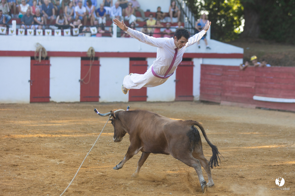 Course landaise à Panjas